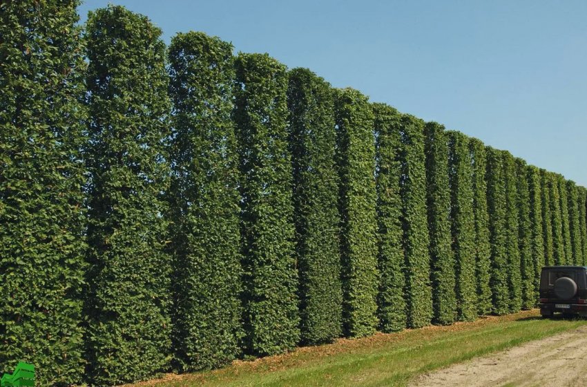 Захист від вітру і сонця Захист від вітру і сонця