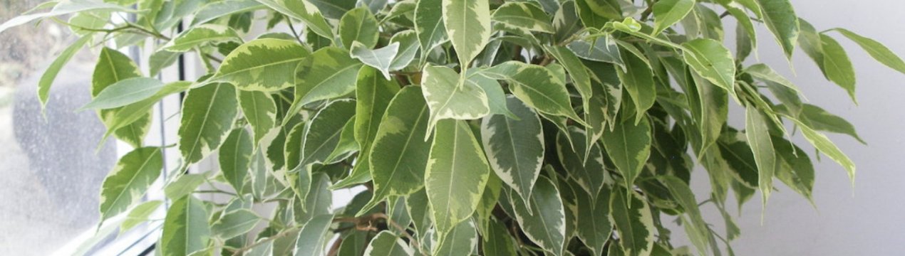 Як правильно пересадити фікус в домашніх умовах