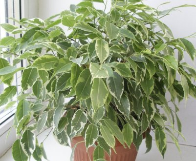 Як правильно пересадити фікус в домашніх умовах