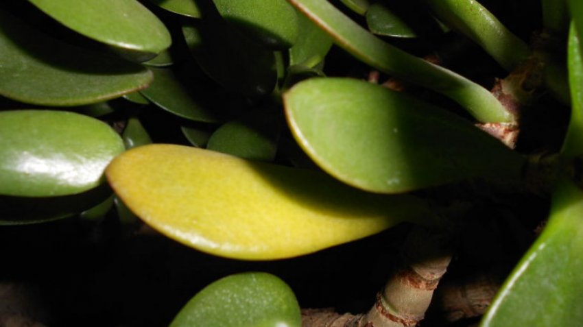 Желтые листья у толстянки