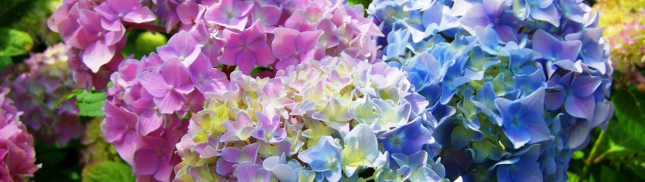 Декоративні кущі: календар цвітіння улюблених кущів у вашому саду