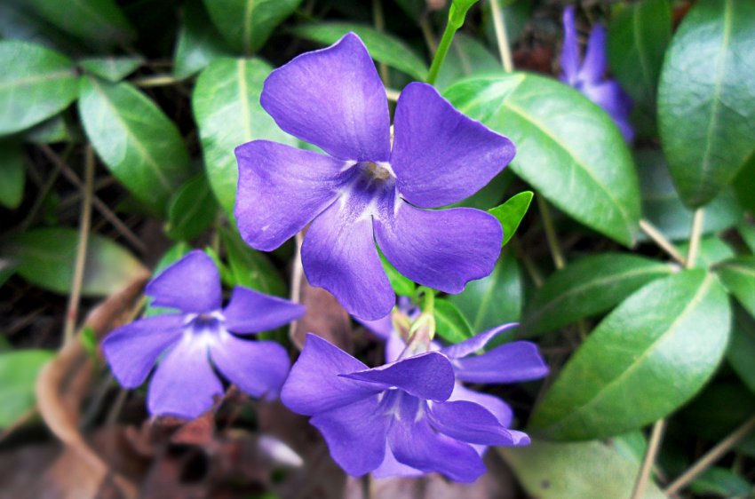 Підсніжник