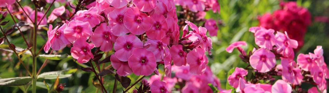 Посадив і забув: 12 рослин для саду з мінімальним доглядом