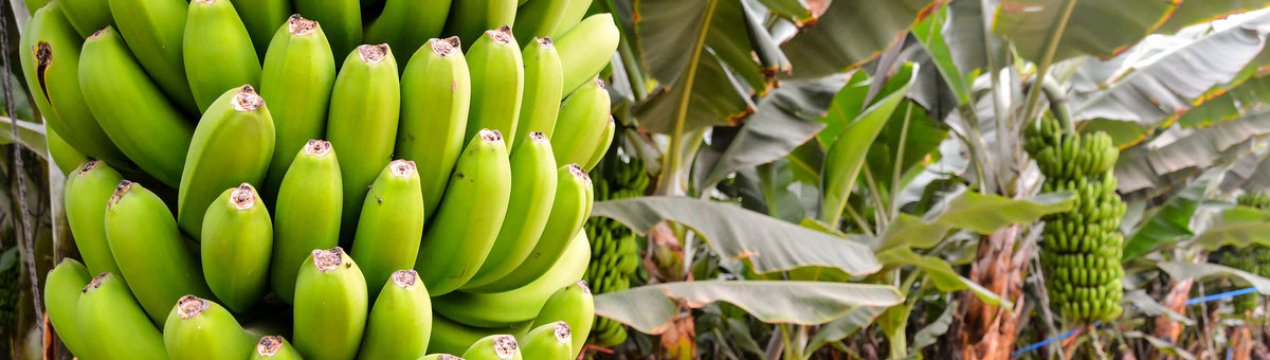 Коста-Рика і Бразилія будуть разом боротися з банановими шкідниками