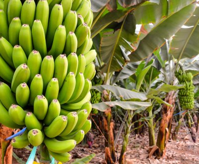 Коста-Рика і Бразилія будуть разом боротися з банановими шкідниками