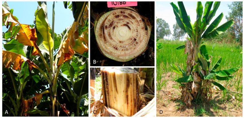 Бананові рослини піддаються ряду грибкових та вірусних захворювань Бананові рослини піддаються ряду грибкових та вірусних захворювань