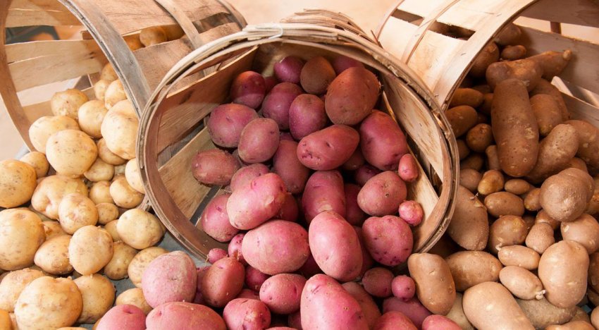 Фермер з Іспанії жертвує 8000 кг картоплі