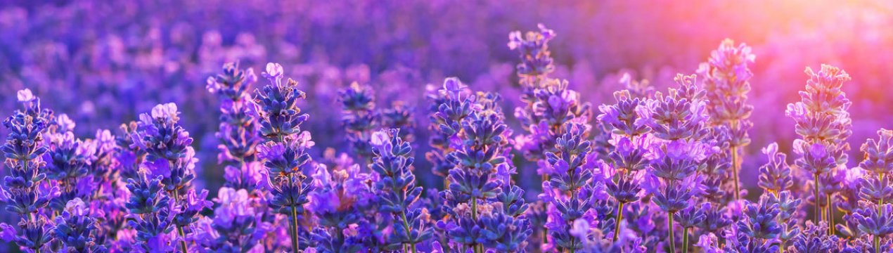 Угорщині почалася збірка врожаю лаванди