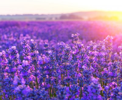 Угорщині почалася збірка врожаю лаванди