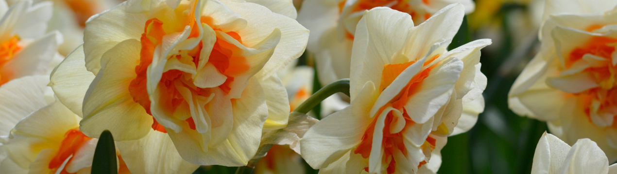 9 прекрасних сортів махрових нарцисів