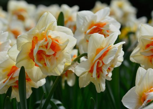 9 прекрасных сортов махровых нарциссов