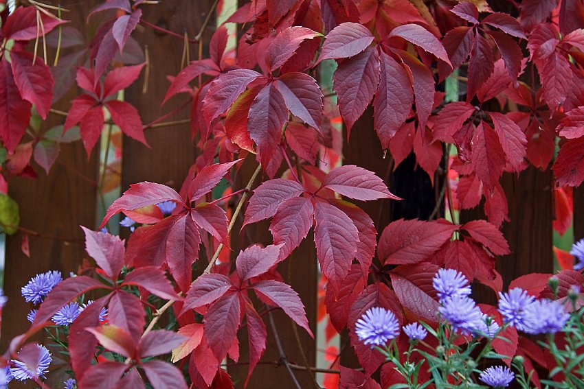 Дівочий виноград