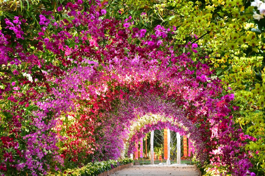 Використання вертикального озеленення