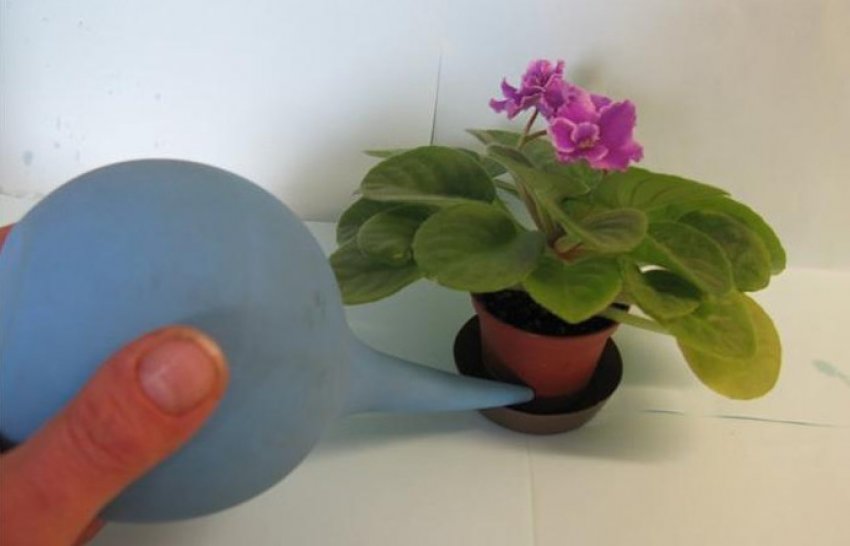 Полив фіалки Полив фіалки