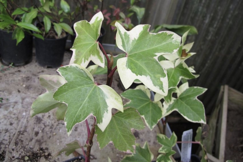 Варієгата Варієгата