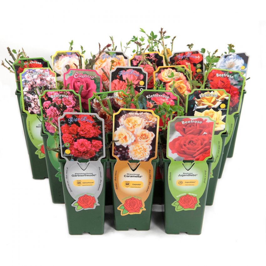 Рослини, що підходять для вертикального озеленення: що вибрати?