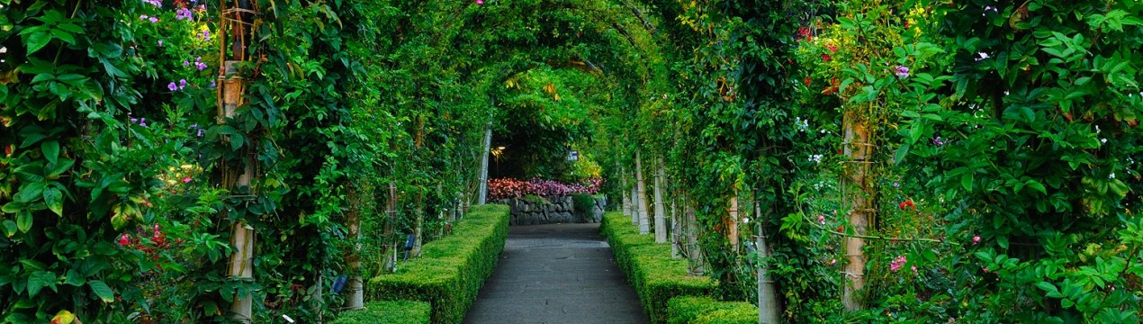 Рослини, які підходять для вертикального озеленення: що вибрати?