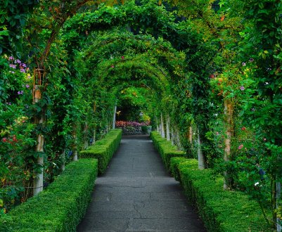 Рослини, які підходять для вертикального озеленення: що вибрати?