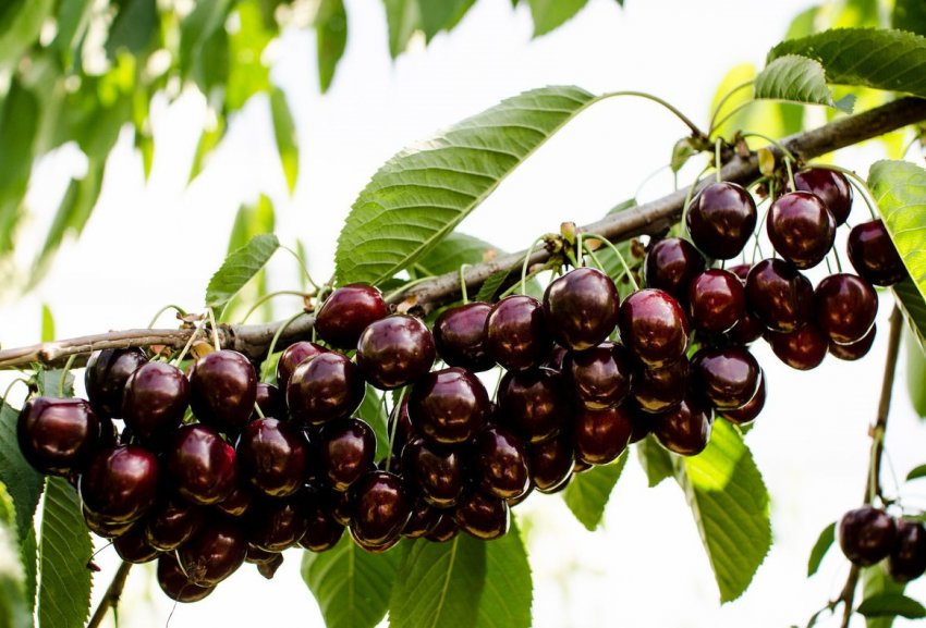 В Італії тріснуло близько 40% вишні