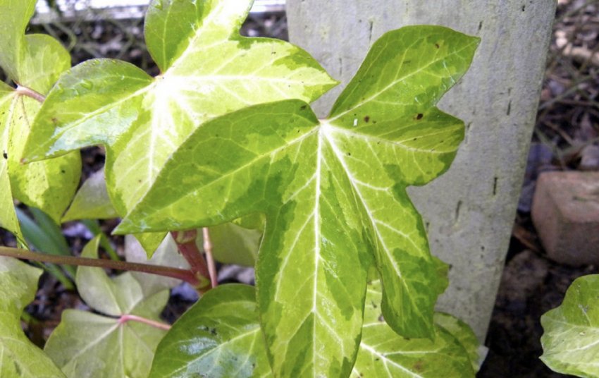 Золотиста різновид Золотиста різновид