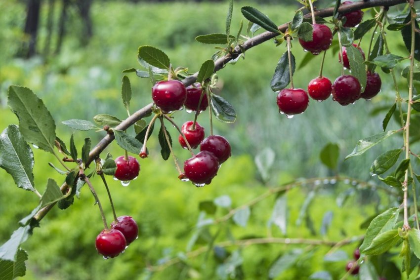 Вишневе дерево