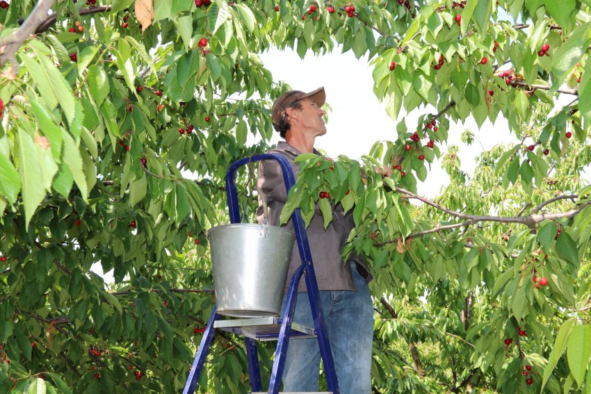 Збір врожаю вишні