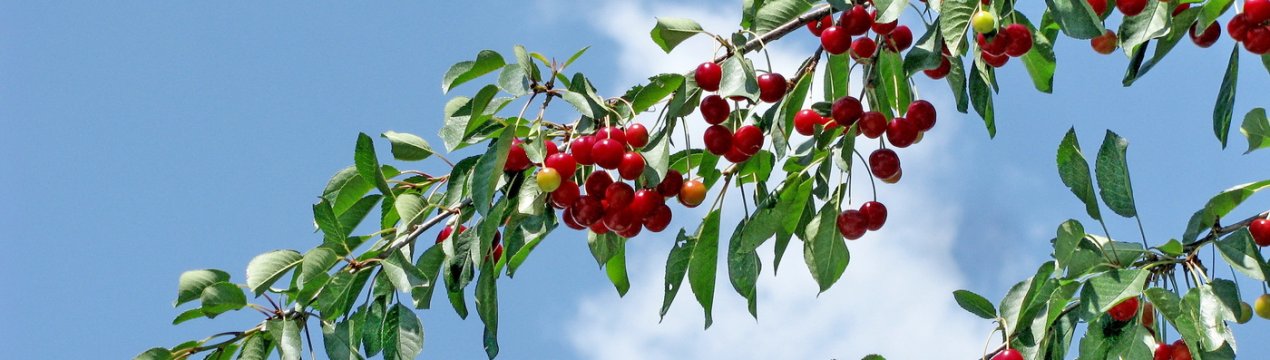 В Італії розтріскалася приблизно 40% вишні