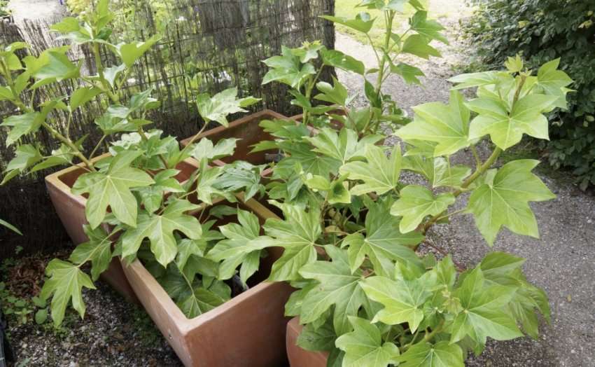 Фатсхедера Фатсхедера