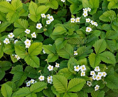 6 головних причин: чому не цвіте полуниця