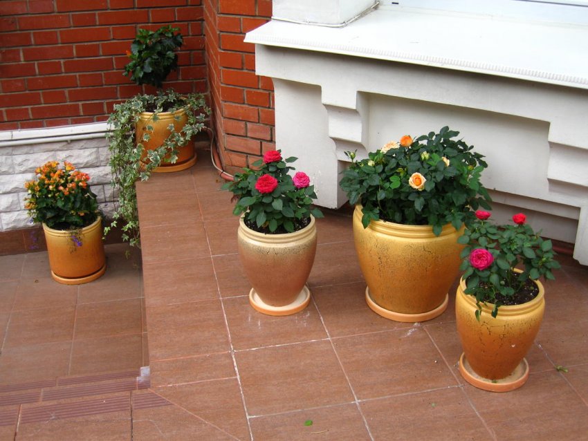 Як облаштувати патіо в англійському стилі: вибір рослин і дизайн