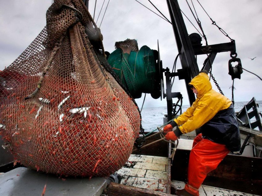 Вилов креветок Вилов креветок
