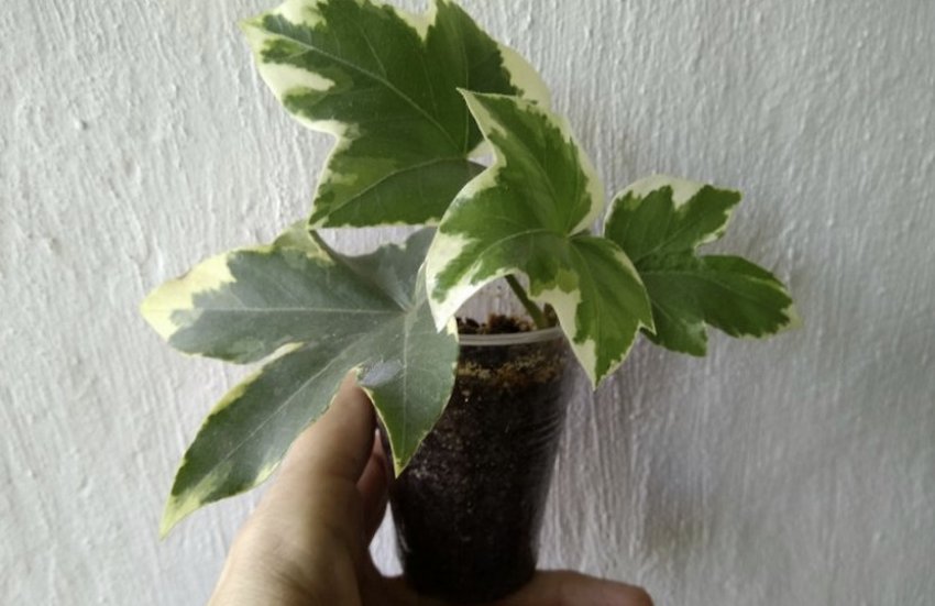 Фатсхедера Фатсхедера