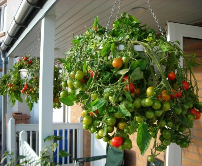 Підвісний сад: як реалізувати вирощування овочів вгору ногами на ділянці