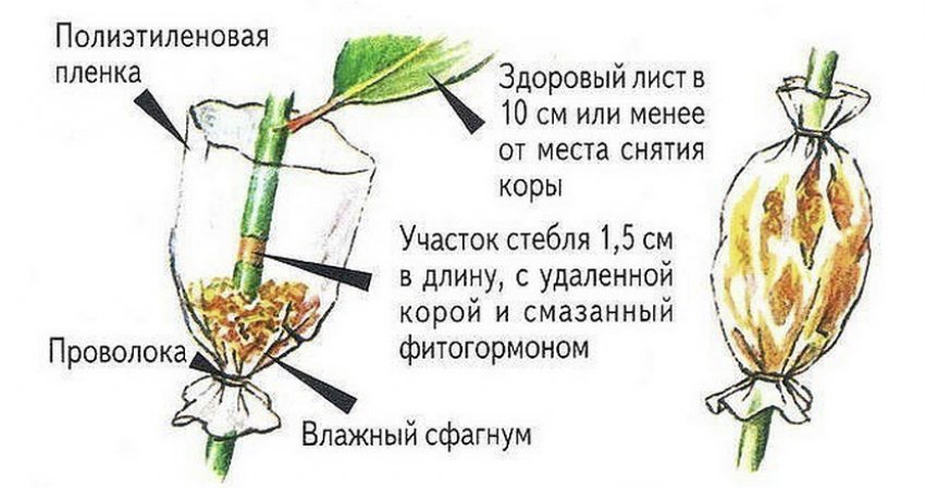 Розмноження повітряними відведеннями Розмноження повітряними відведеннями