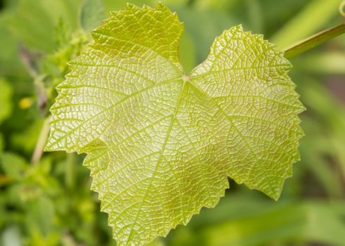 Причини виникнення та методи лікування різних видів хлорозу винограда