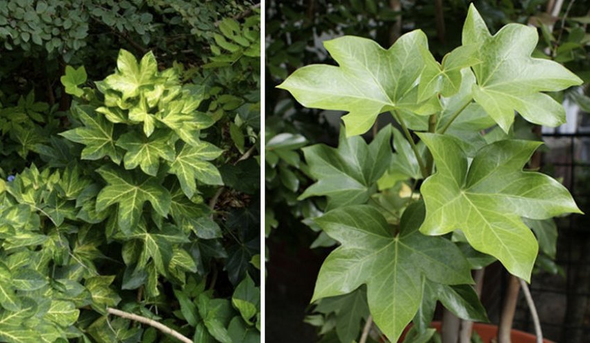 Фатсхедера Фатсхедера