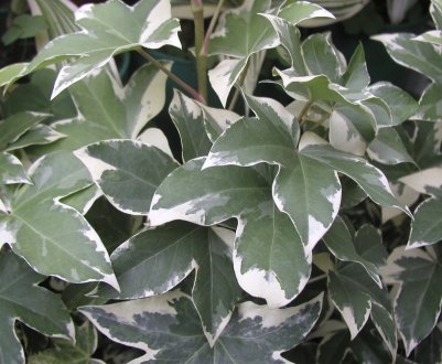 Квітка фатсхедера: догляд в домашніх умовах