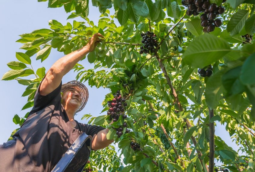 Збір черешні