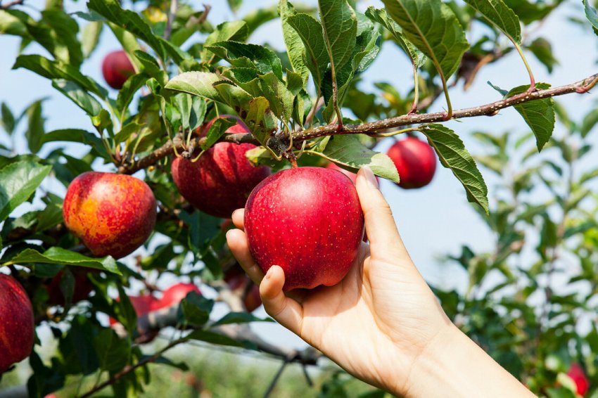 Врожай яблук