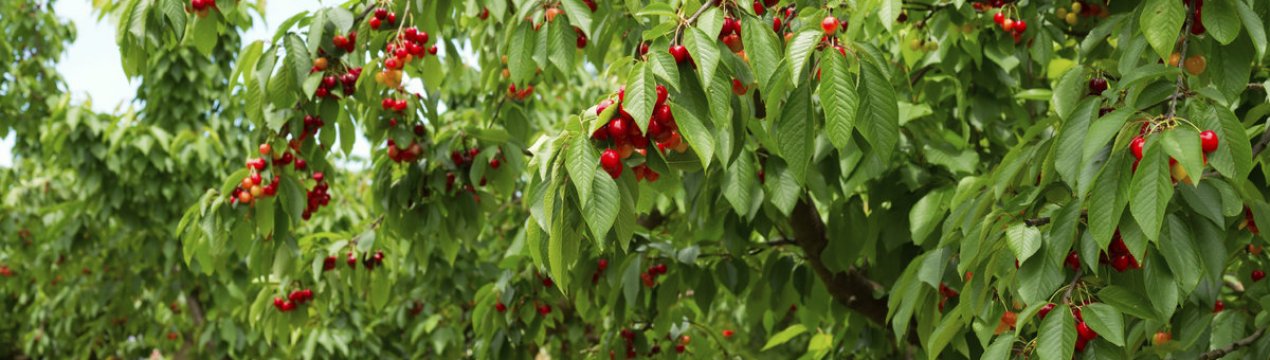 В Тюрингії очікується поганий врожай черешні