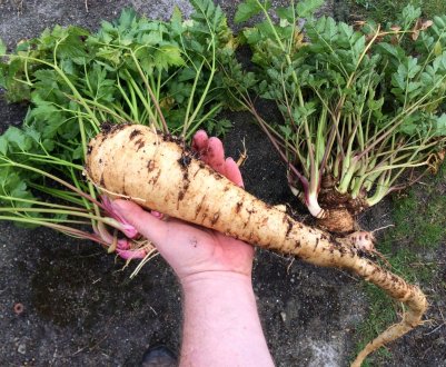 Арракача — найсмачніша овоч у світі