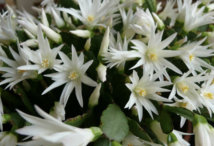 Hatiora × graeseri Hatiora × graeseri