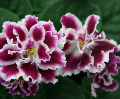 Фіалка Морозна вишня: догляд в домашніх умовах