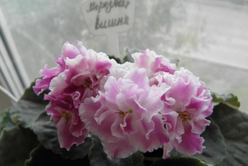 Фіалка Морозна вишня Фіалка Морозна вишня