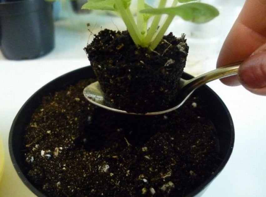 Пересадка фіалки Пересадка фіалки