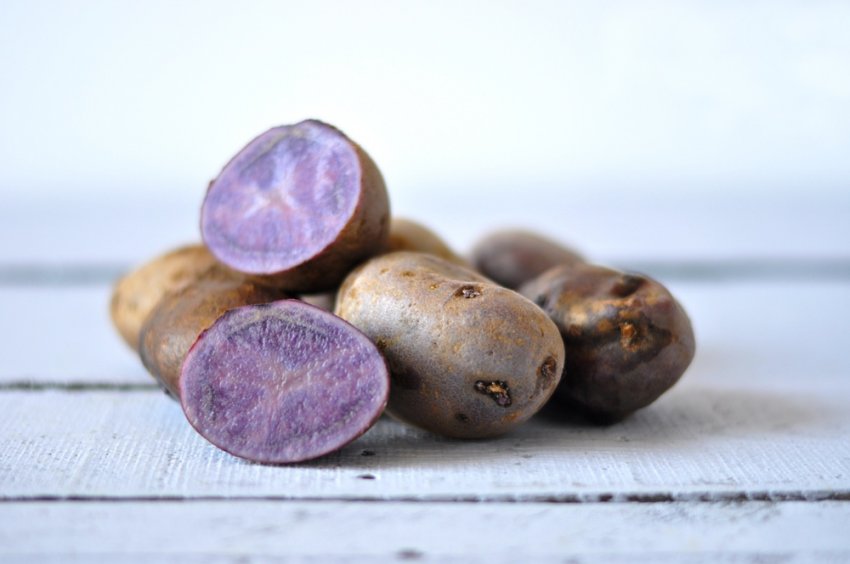 Сорт картоплі Сирень