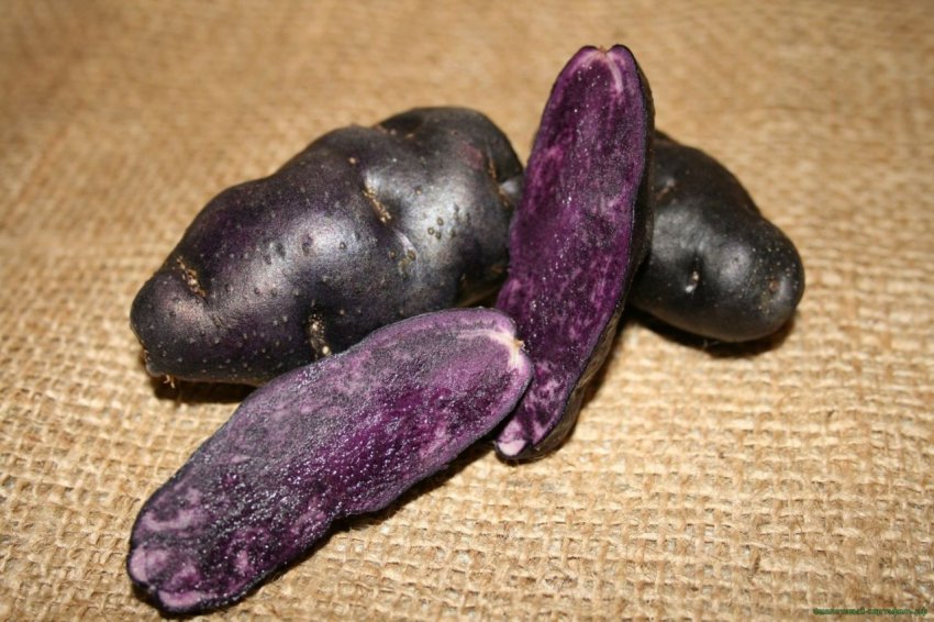 Сорт картоплі Перуанський фіолетовий