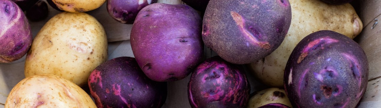 Опис 7 кращих сортів фіолетового картоплі