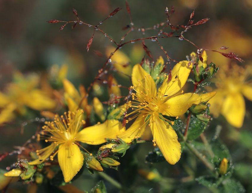 Звіробій продирявлений Звіробій продирявлений