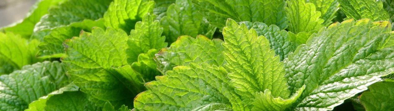 Як відрізнити лікарські рослини від їх подібників